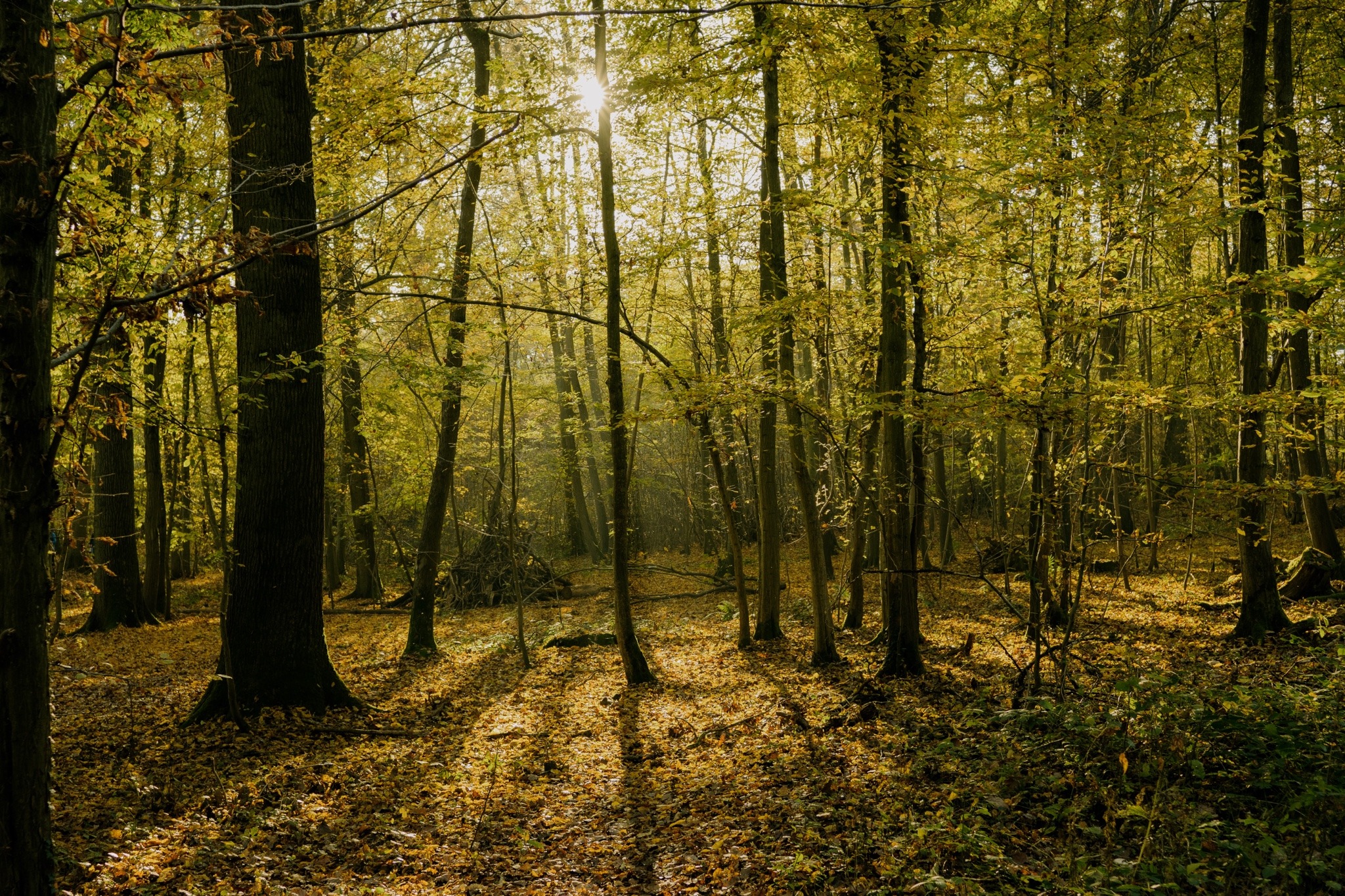 image de sous-bois