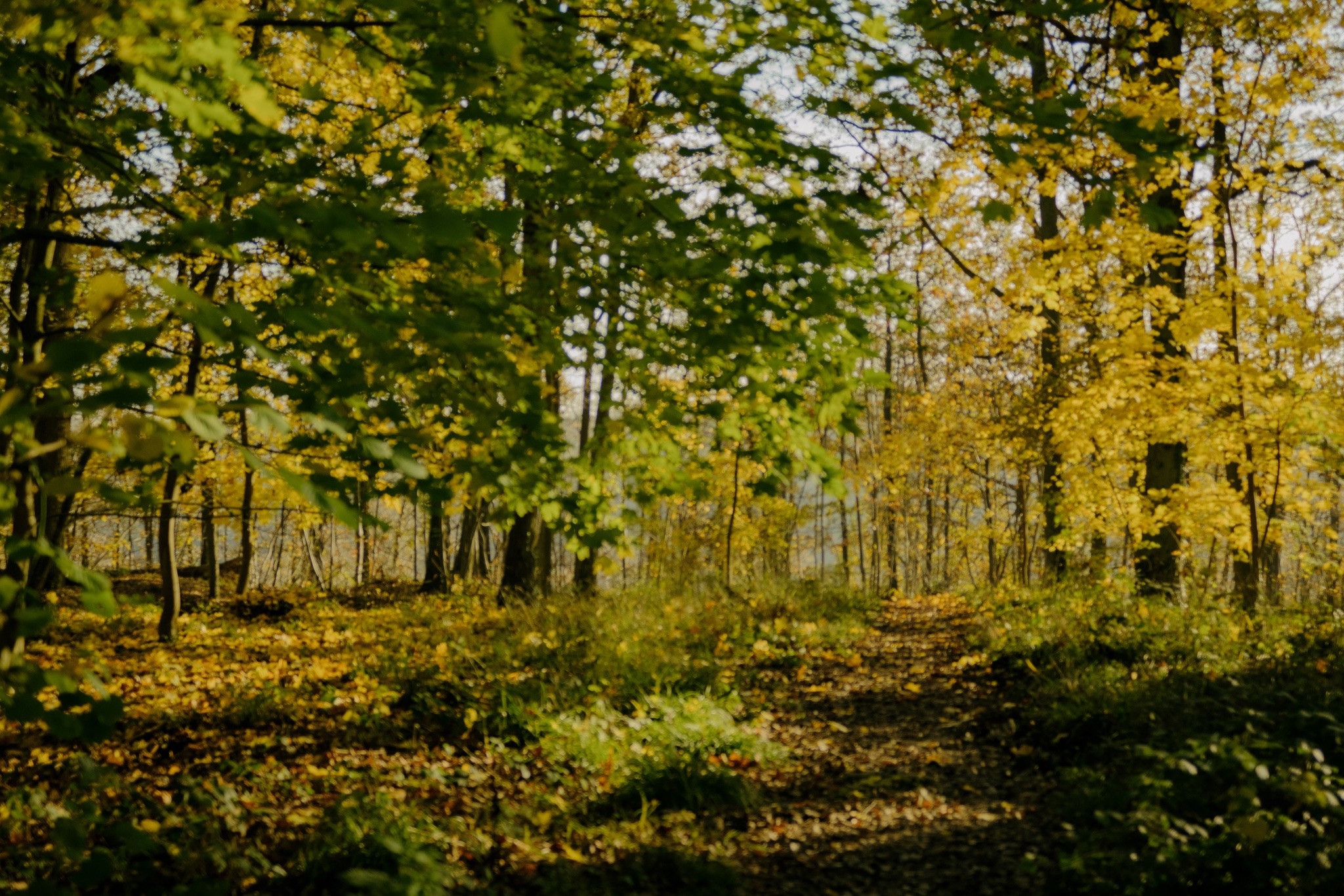 aautre image de sous-bois